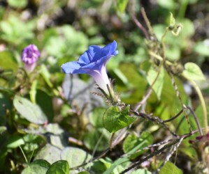 いろいろなアサガオ