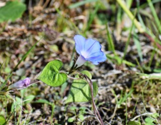 色々なアサガオ