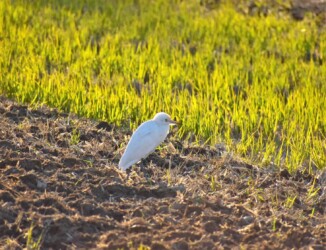 11月28日に見かけたアマサギ
