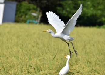 9月15日の群れ イナゴを狙う