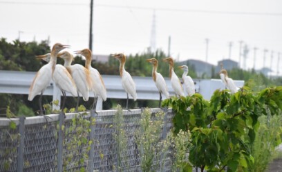 8月7日 群れでとまる