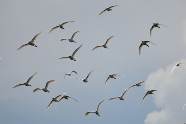 9月4日 アマサギの飛翔