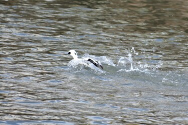 飛べないミコアイサ