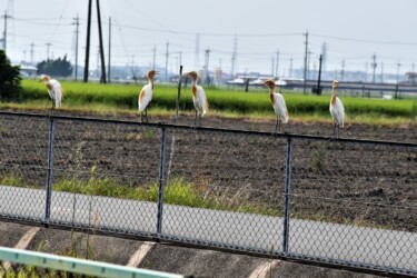 8月7日 群れでとまる