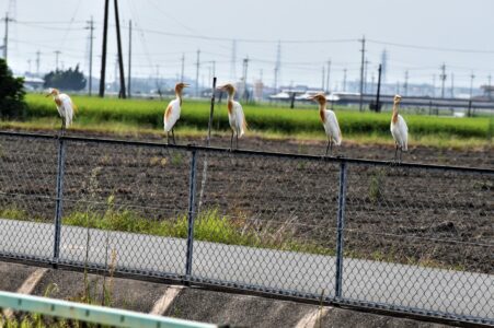 8月7日 群れでとまる