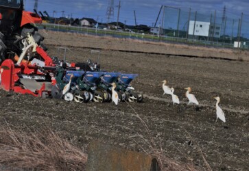 8月10日 耕運機を追いかける