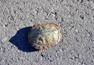 土手で見つけたミシシッピアカミミガメ