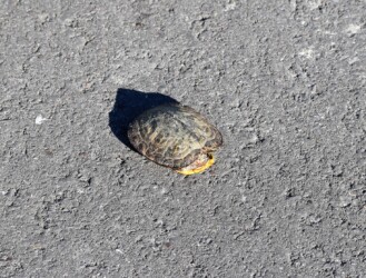 土手で見つけたミシシッピアカミミガメ