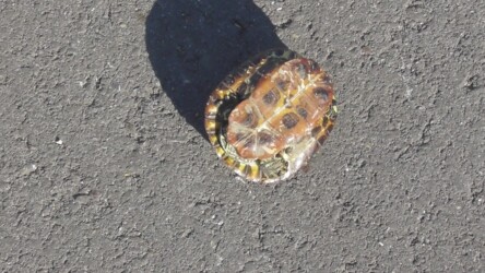 土手で見つけたミシシッピアカミミガメ