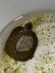 土手で見つけたミシシッピアカミミガメ