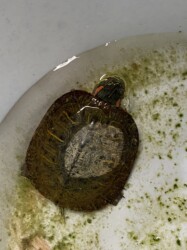 土手で見つけたミシシッピアカミミガメ