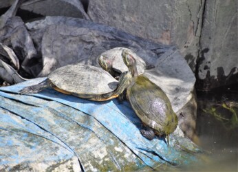 ミシシッピアカミミガメ