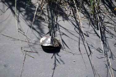 福原輪中で見かけたイシガメ?