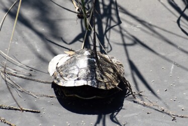 福原輪中で見かけたイシガメ?