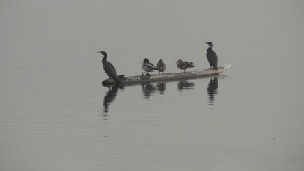 カワウとマガモの距離