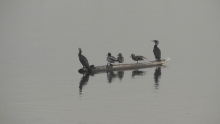 カワウとマガモの距離