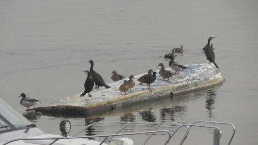 カワウとマガモの距離 その2