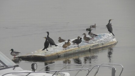 カワウとマガモの距離 その2