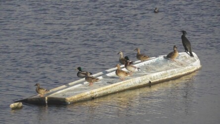 カワウとマガモの距離 その2