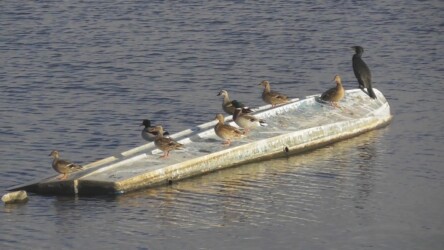 カワウとマガモの距離 その2