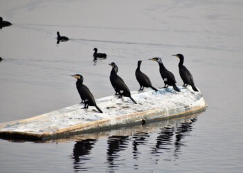 カワウの個体距離