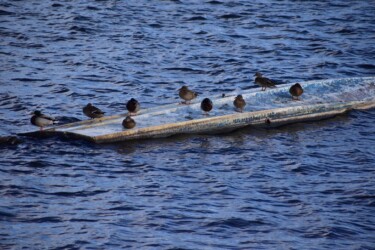 マガモの個体距離