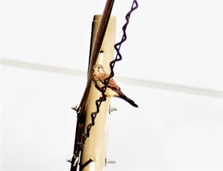 獲物を探すチョウゲンボウ