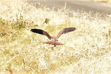 獲物を捕って飛び立つ