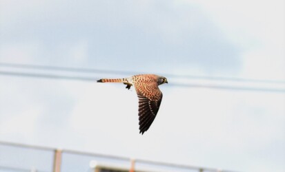 獲物を掴んで飛翔中