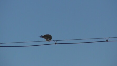 電線で獲物を啄む