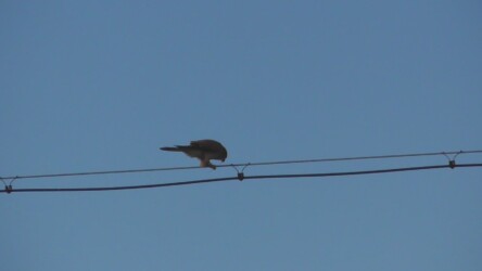 電線で獲物を啄む