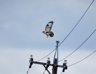 ノスリ 飛び立つ