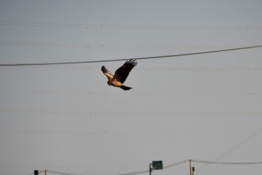 トビ 飛翔しながら獲物を探す