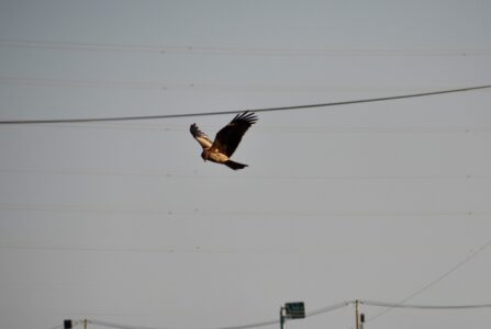 トビ 飛翔しながら獲物を探す