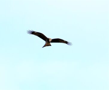 トビ 飛翔しながら獲物を探す