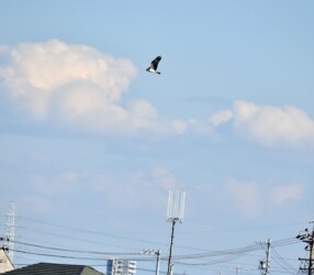 ミサゴ 飛翔しながら獲物を探す