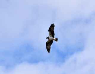 ミサゴ 飛翔しながら獲物を探す
