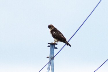 ノスリ 獲物を探す