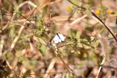 12月2日 モンシロチョウのオス