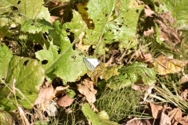 12月2日 モンシロチョウのオス