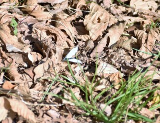 12月2日 モンシロチョウのオス