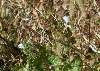 12月2日 モンシロチョウのオス