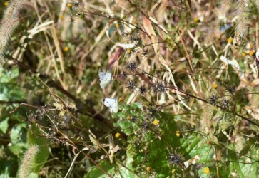 12月2日 モンシロチョウのオス