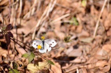 12月2日 モンシロチョウのメス