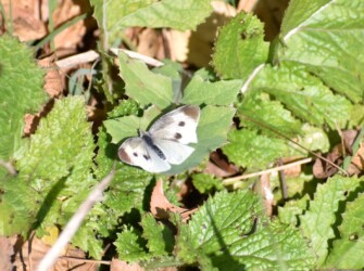 12月2日 モンシロチョウのメス