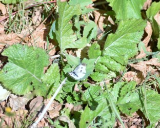 12月2日 モンシロチョウのメス