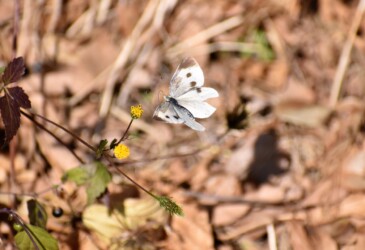 12月2日 モンシロチョウのメス