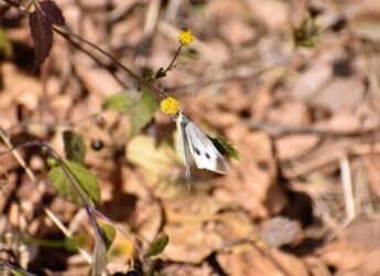 12月2日 モンシロチョウのメス