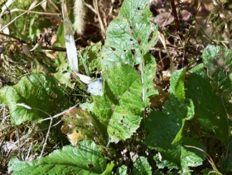 12月2日 モンシロチョウのメス