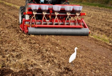 耕運機を追いかけるアマサギ